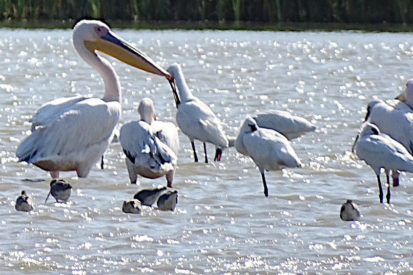 Pelikan und Löffler am Donaudelta